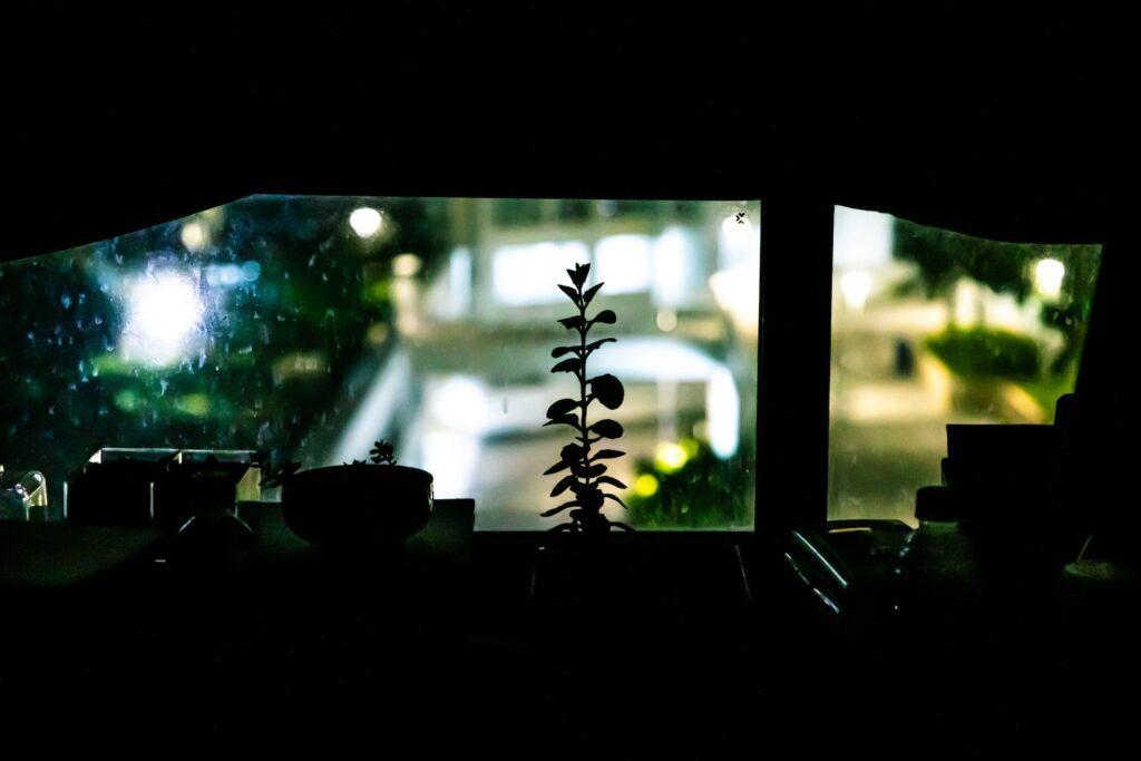 Smartphone Photography: Unmasking the Magic Hidden in Plain Sight - plant near window underexposed